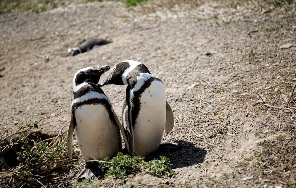 New Zealand Wildlife Encounters: Where to See Penguins, Seals, and More